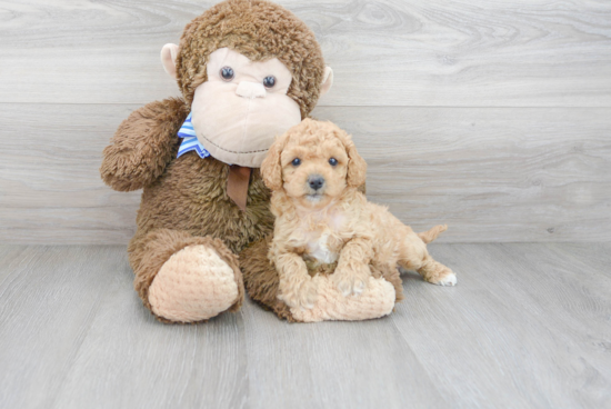 Little Cavoodle Poodle Mix Puppy