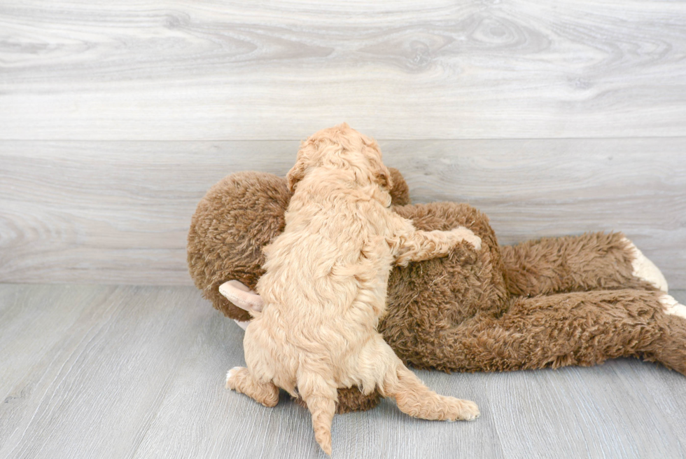 Playful Cavoodle Poodle Mix Puppy