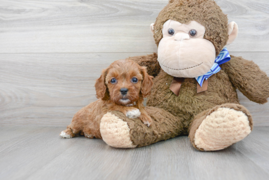 Best Cavapoo Baby