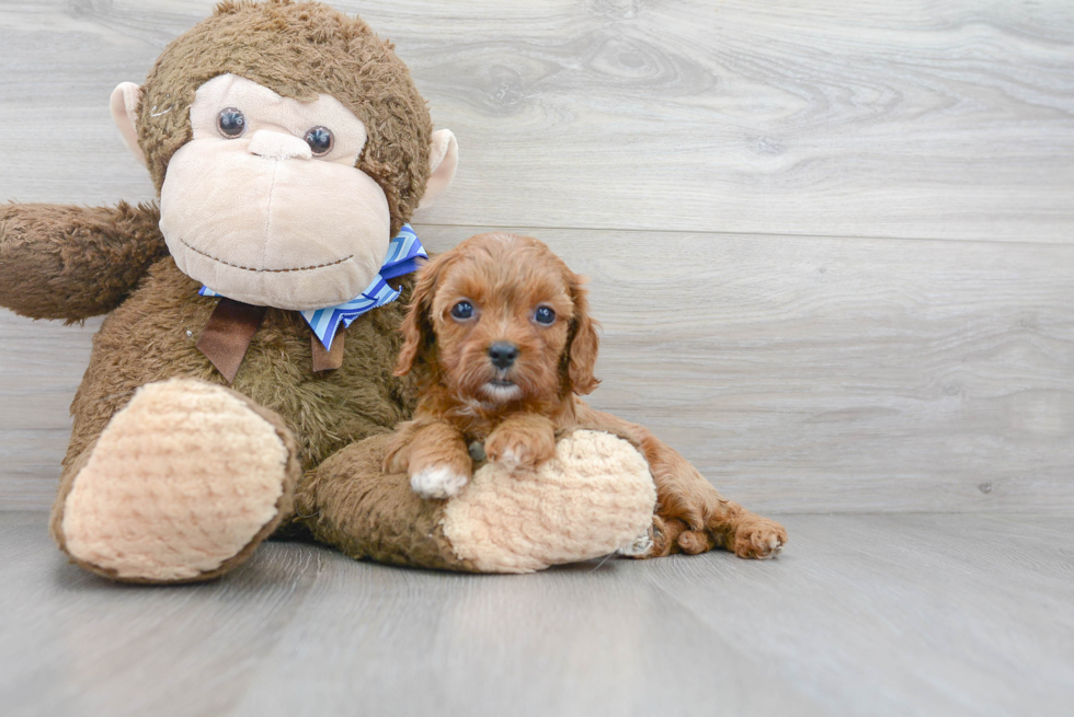 Little Cavoodle Poodle Mix Puppy