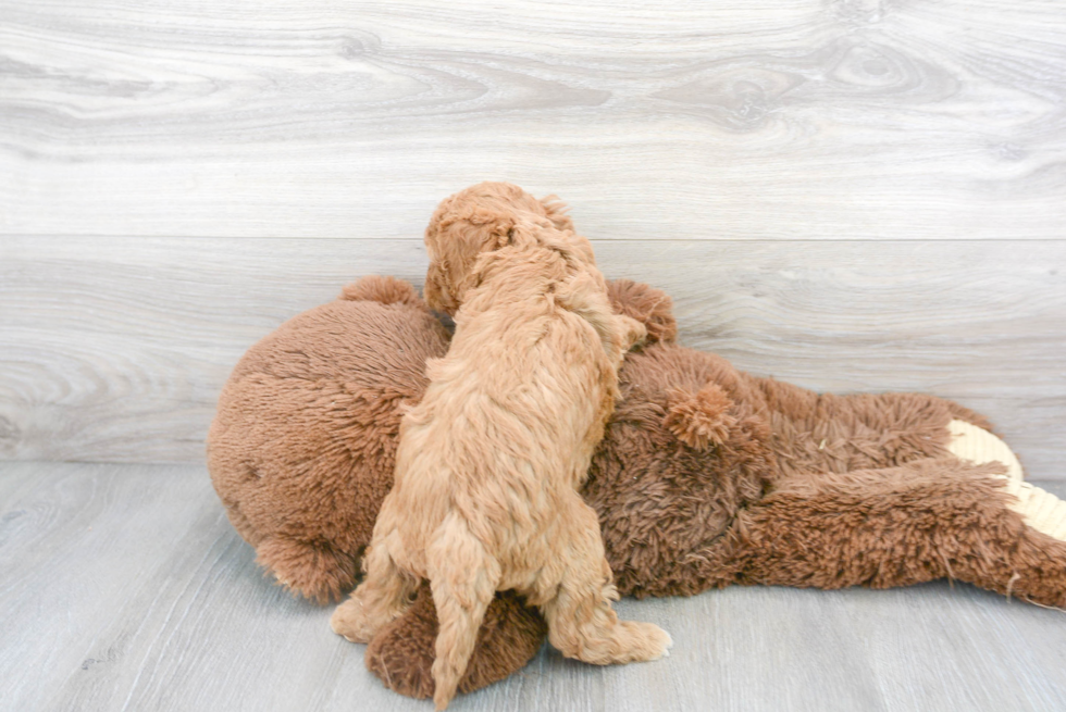 Hypoallergenic Cavoodle Poodle Mix Puppy