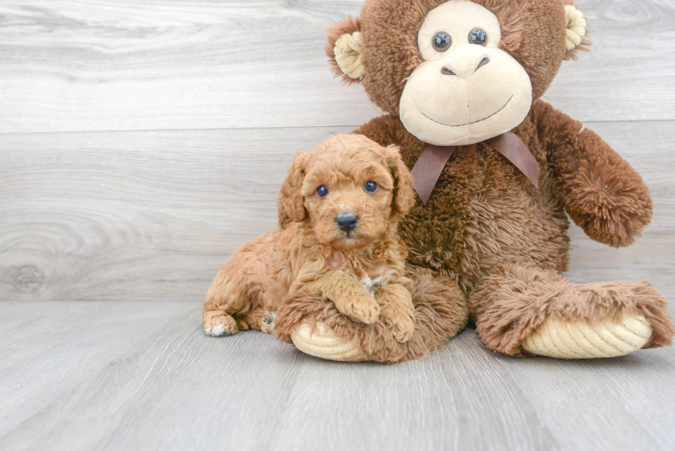 Playful Cavoodle Poodle Mix Puppy