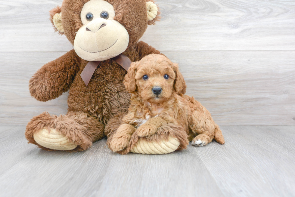 Smart Cavapoo Poodle Mix Pup