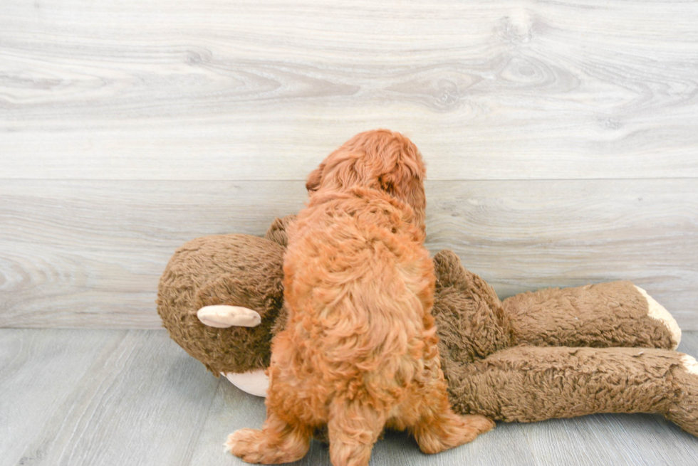 Hypoallergenic Cavoodle Poodle Mix Puppy