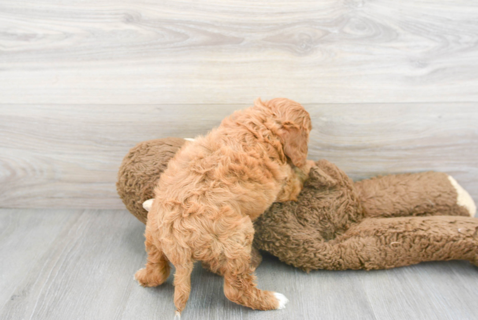 Smart Cavapoo Poodle Mix Pup