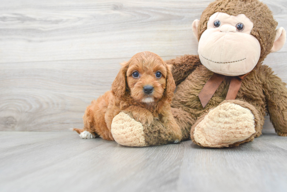 Funny Cavapoo Poodle Mix Pup