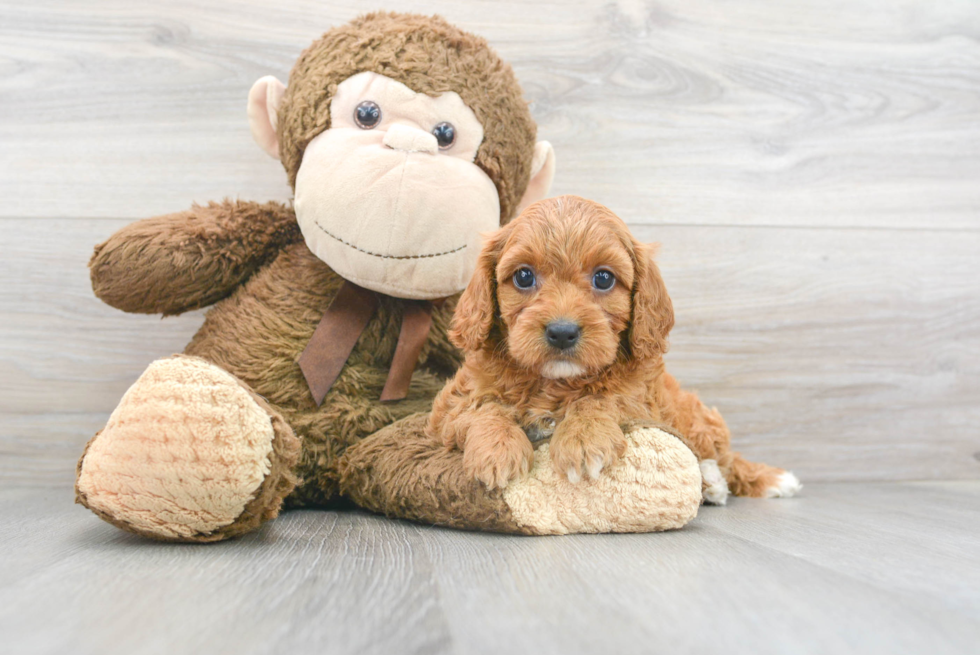 Small Cavapoo Baby