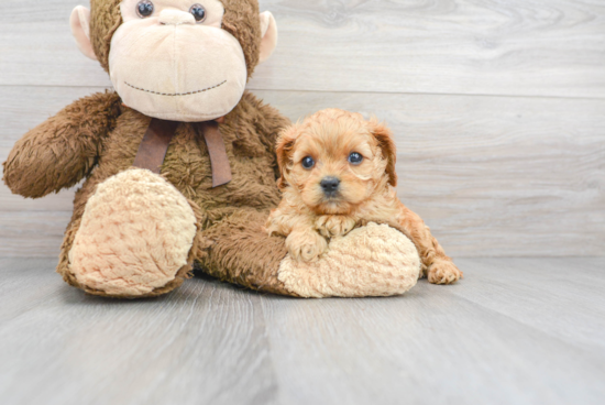 Best Cavapoo Baby