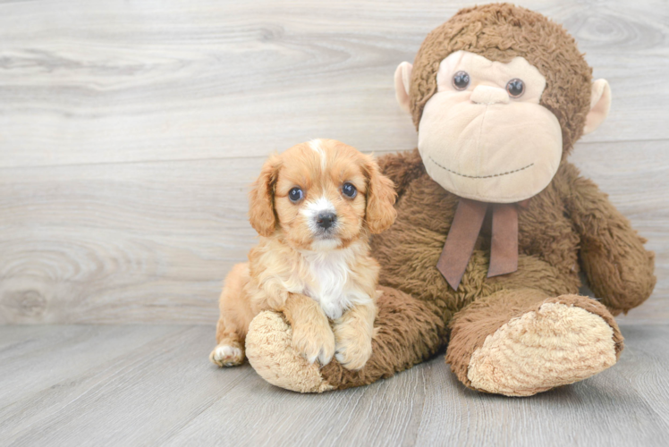 Funny Cavapoo Poodle Mix Pup