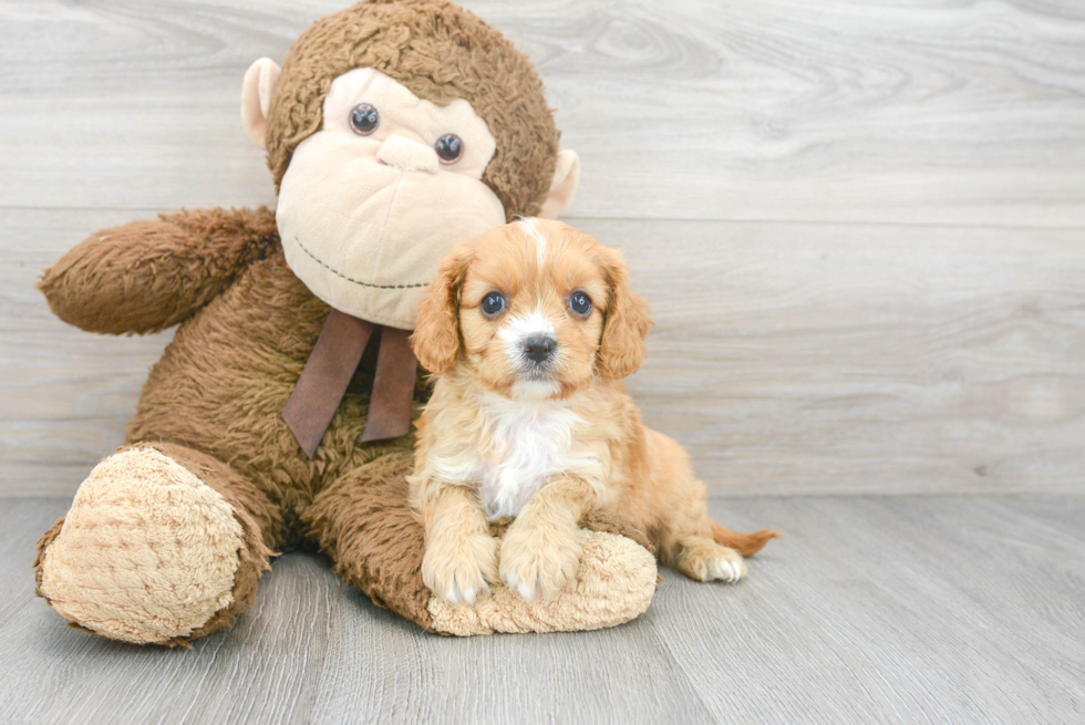 Best Cavapoo Baby