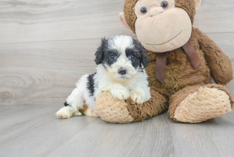 Best Cavapoo Baby