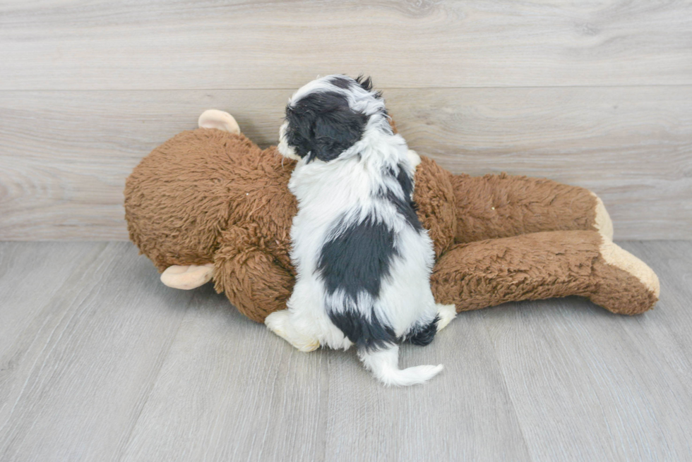 Cavapoo Pup Being Cute