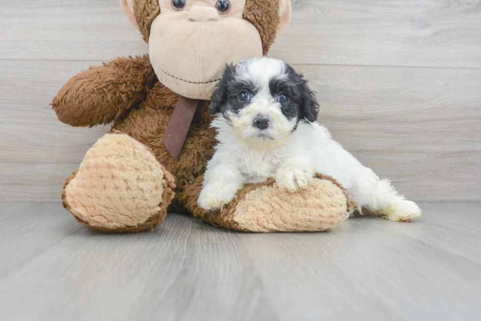 Little Cavoodle Poodle Mix Puppy