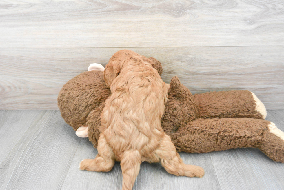 Cavapoo Pup Being Cute