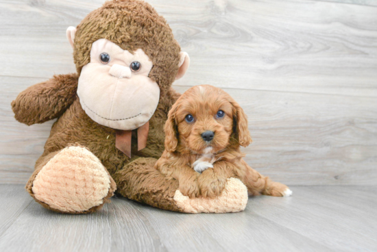 Little Cavoodle Poodle Mix Puppy