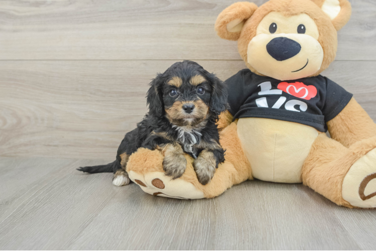 Popular Cavapoo Poodle Mix Pup