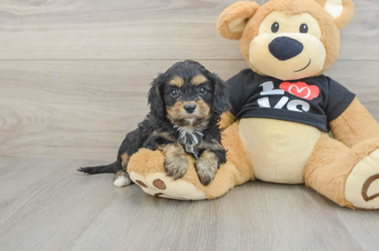 Popular Cavapoo Poodle Mix Pup