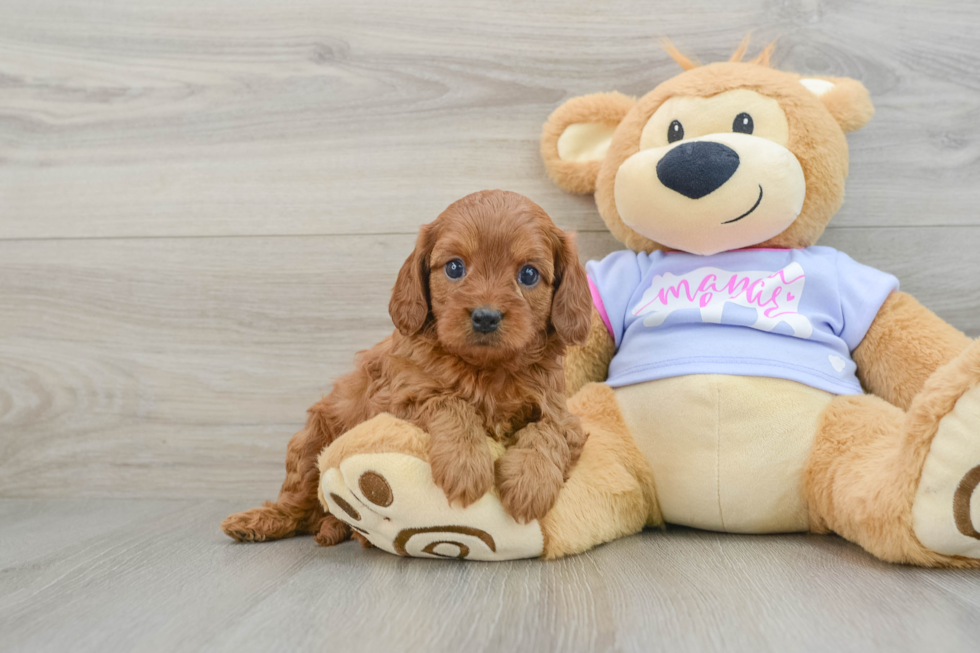 Playful Cavapoodle Poodle Mix Puppy