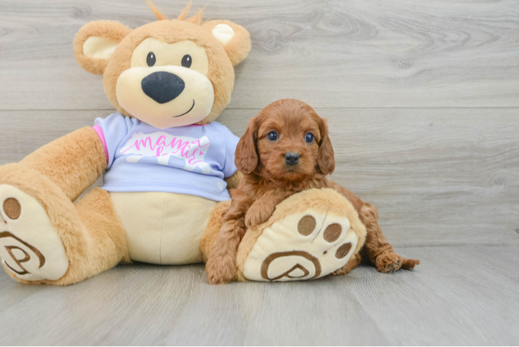 Playful Cavapoodle Poodle Mix Puppy