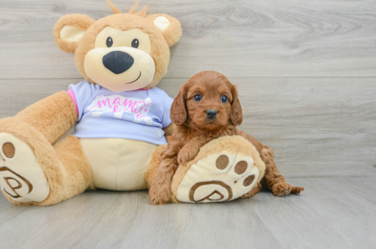 Playful Cavapoodle Poodle Mix Puppy