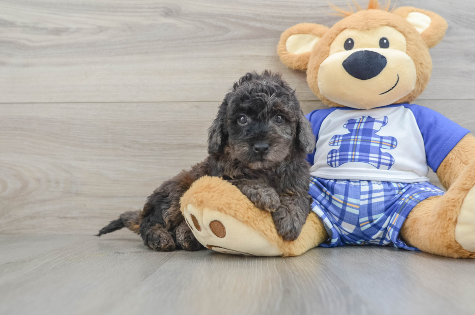 6 week old Cavapoo Puppy For Sale - Premier Pups