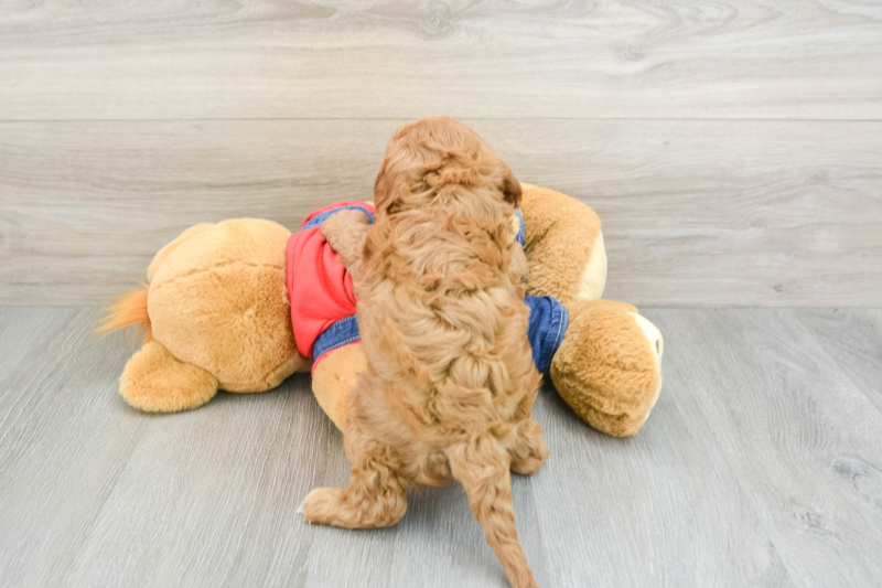 Meet Bumble - our Cavapoo Puppy Photo 2/3 - Premier Pups