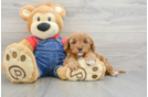 Cavapoo Pup Being Cute