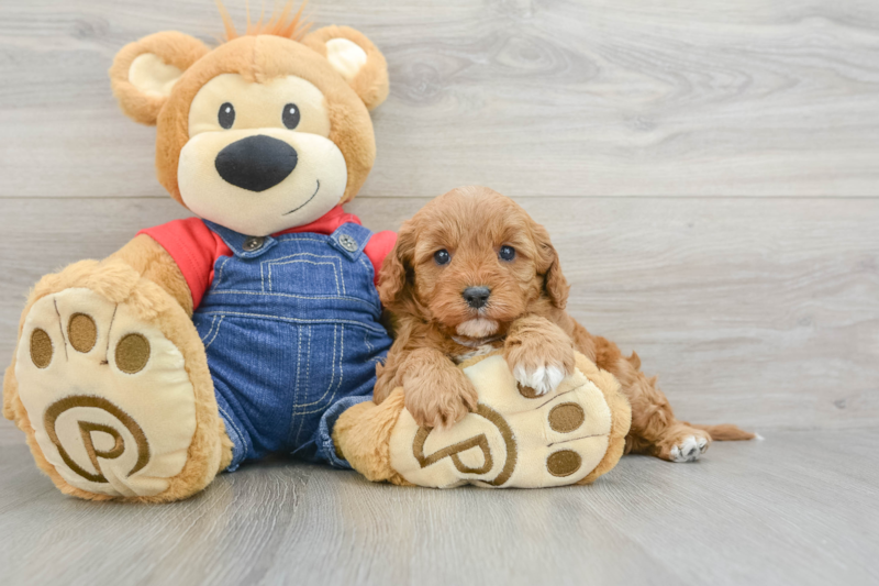 Meet Bumble - our Cavapoo Puppy Photo 3/3 - Premier Pups