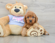 7 week old Cavapoo Puppy For Sale - Premier Pups