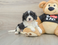 8 week old Cavapoo Puppy For Sale - Premier Pups