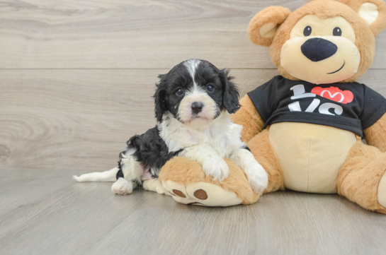 Adorable Cavalier King Charles Spaniel and Poodle Mix Poodle Mix Puppy