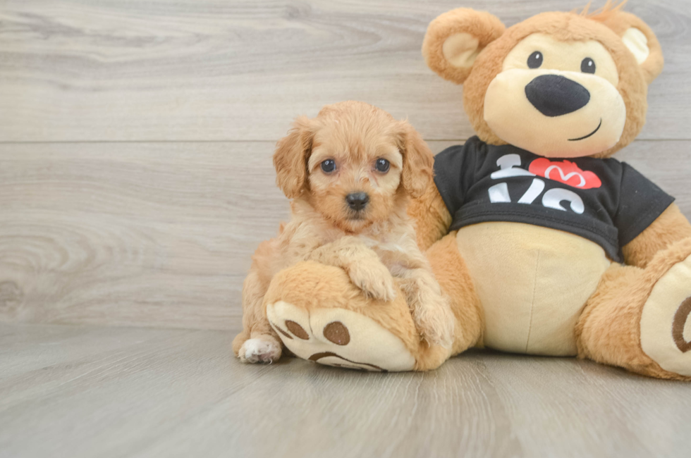7 week old Cavapoo Puppy For Sale - Premier Pups