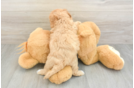 Cavapoo Puppy for Adoption