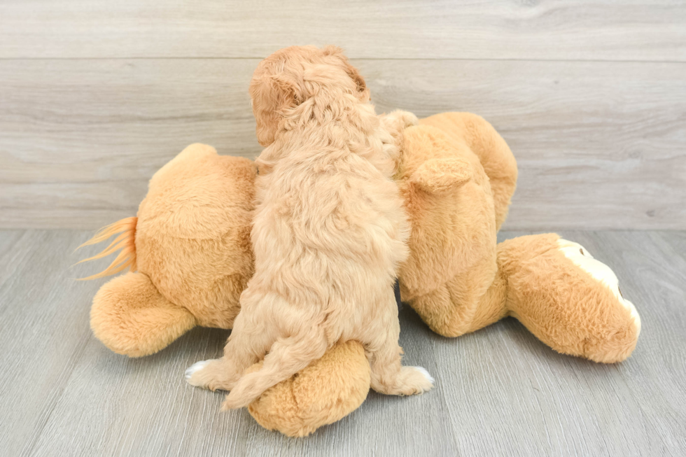 Cavapoo Puppy for Adoption