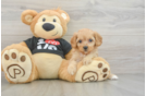 Fluffy Cavapoo Poodle Mix Pup