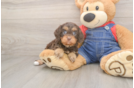 Little Cavipoo Poodle Mix Puppy