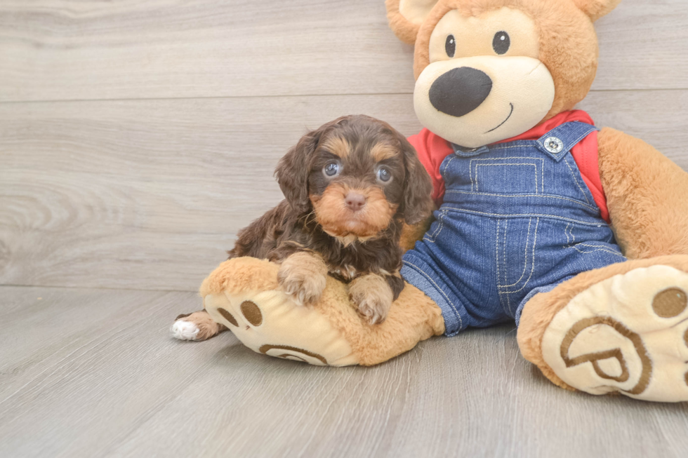Little Cavipoo Poodle Mix Puppy