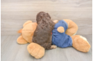Cavapoo Puppy for Adoption