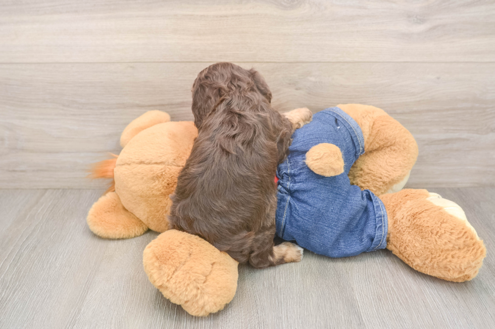 Cavapoo Puppy for Adoption
