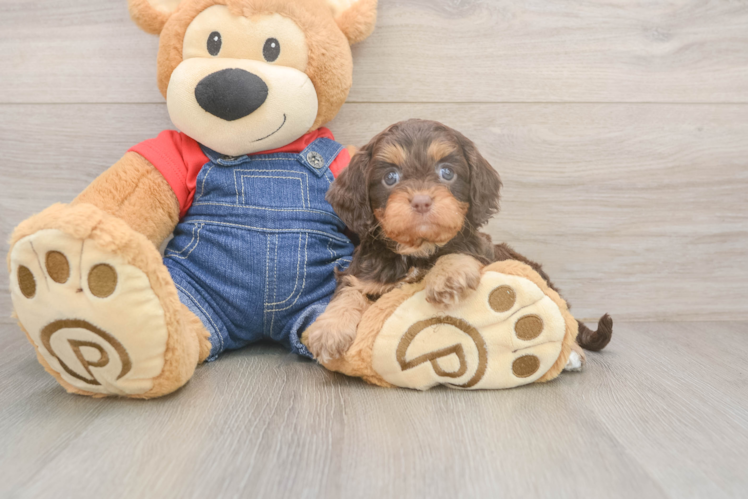 Cavapoo Pup Being Cute
