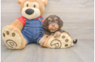 Cavapoo Pup Being Cute