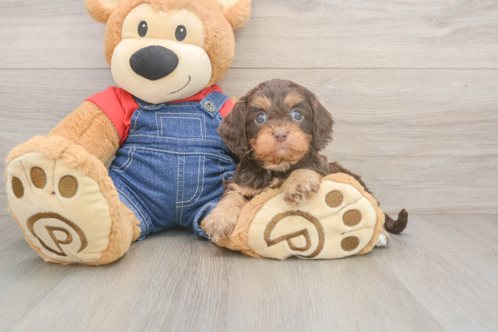 Cavapoo Pup Being Cute