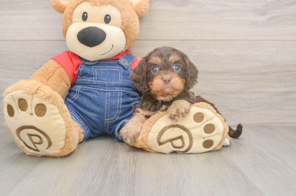5 week old Cavapoo Puppy For Sale - Premier Pups