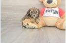 Small Cavapoo Baby