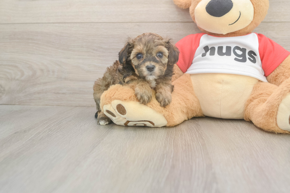 Small Cavapoo Baby