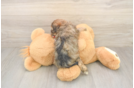 Cavapoo Pup Being Cute
