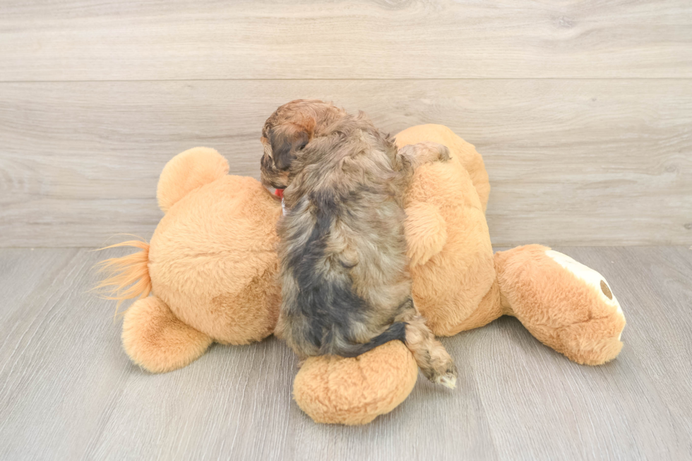 Cavapoo Pup Being Cute