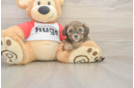 Happy Cavapoo Baby