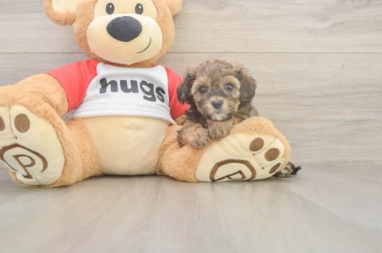 Happy Cavapoo Baby