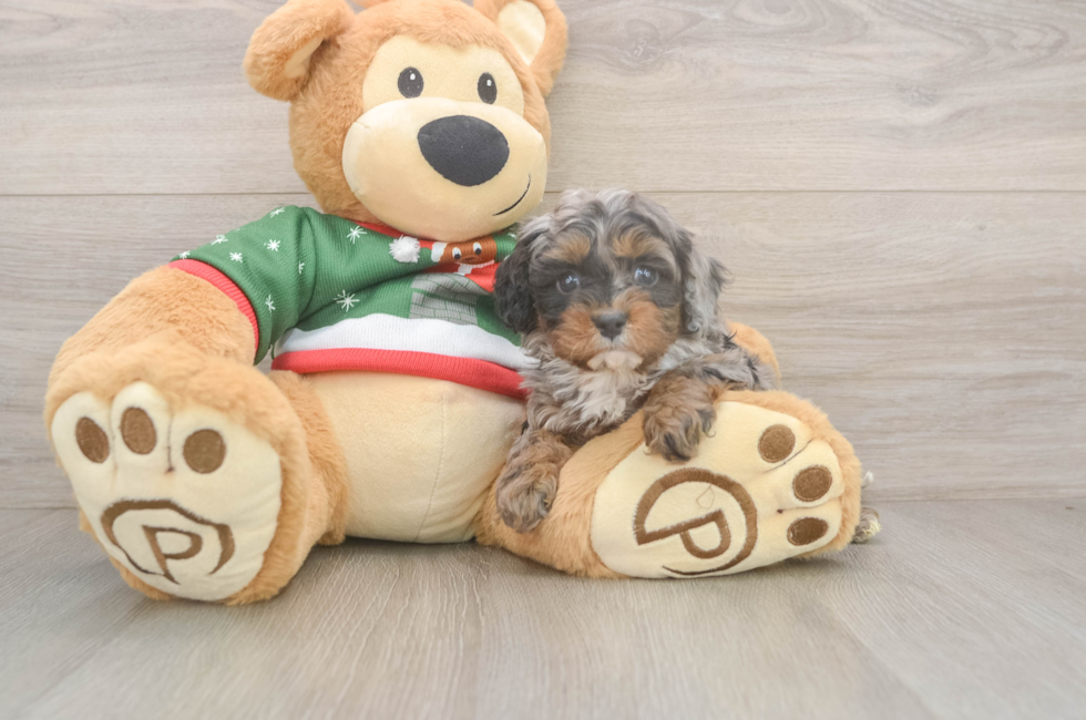 5 week old Cavapoo Puppy For Sale - Premier Pups